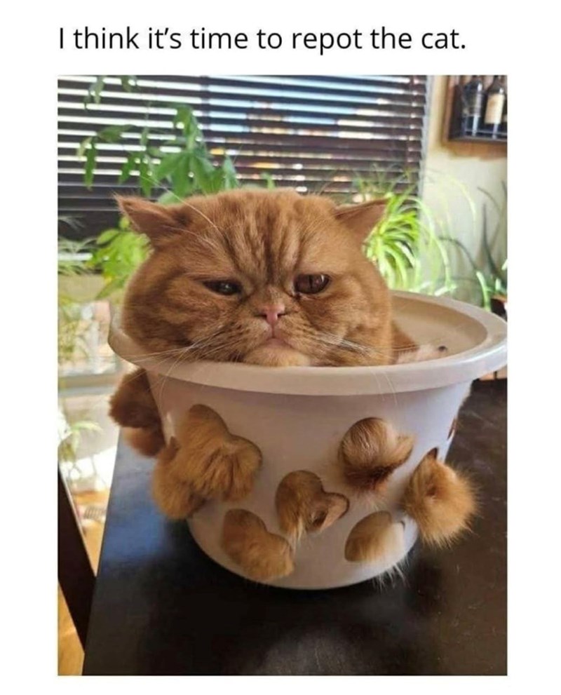 I think it's time to repot the cat.