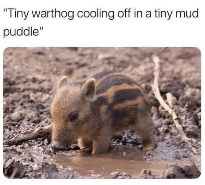 "Tiny warthog cooling off in a tiny mud puddle"