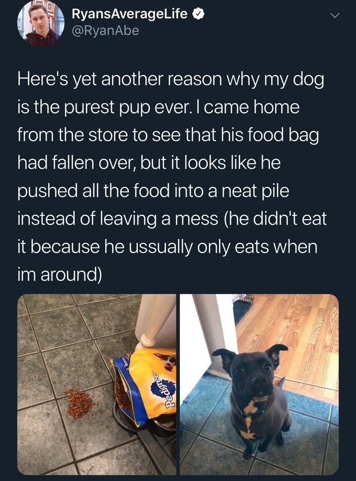 RyansAverageLife @RyanAbe Here's yet another reason why my dog is the purest pup ever. I came home from the store to see that his food bag had fallen over, but it looks like he pushed all the food into a neat pile instead of leaving a mess (he didn't eat it because he ussually only eats when im around)