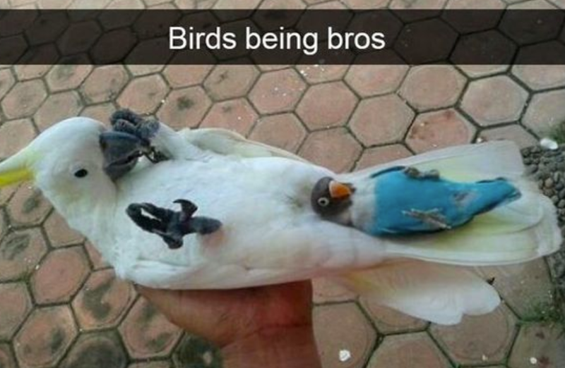 Birds being bros