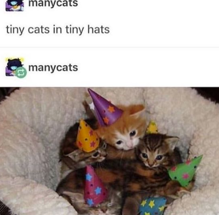 manycats tiny cats in tiny hats. manycats