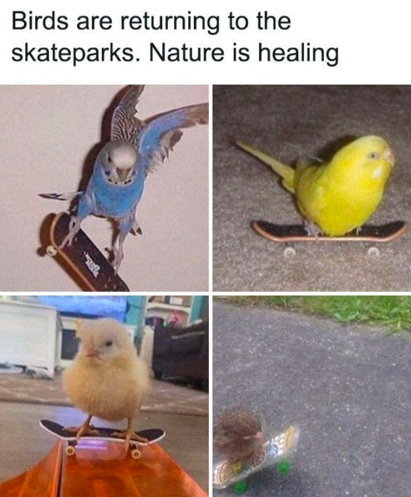 Birds are returning to the skateparks. Nature is healing