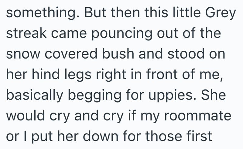 something. But then this little Grey streak came pouncing out of the snow covered bush and stood on her hind legs right in front of me, basically begging for uppies. She would cry and cry if my roommate or I put her down for those first