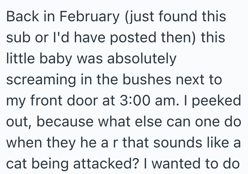 00 am. I peeked out, because what else can one do when they hear that sounds like a cat being attacked? I wanted to do