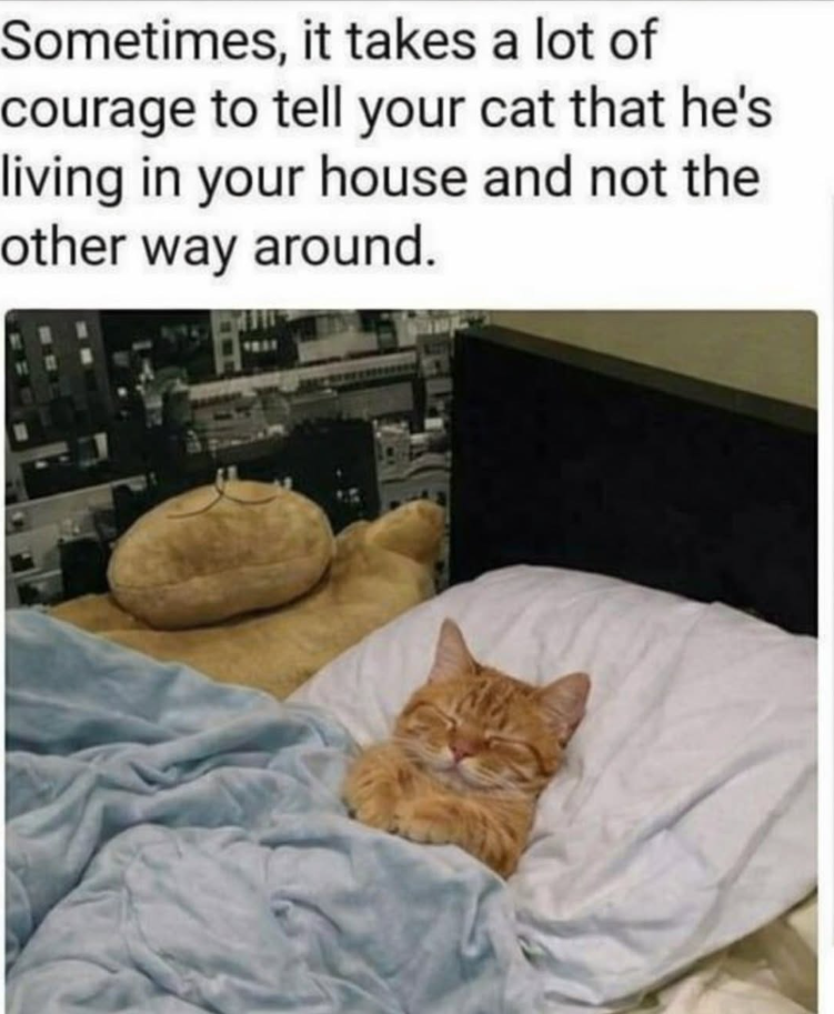 Sometimes, it takes a lot of courage to tell your cat that he's living in your house and not the other way around.