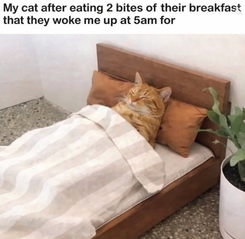 My cat after eating 2 bites of their breakfast that they woke me up at 5am for