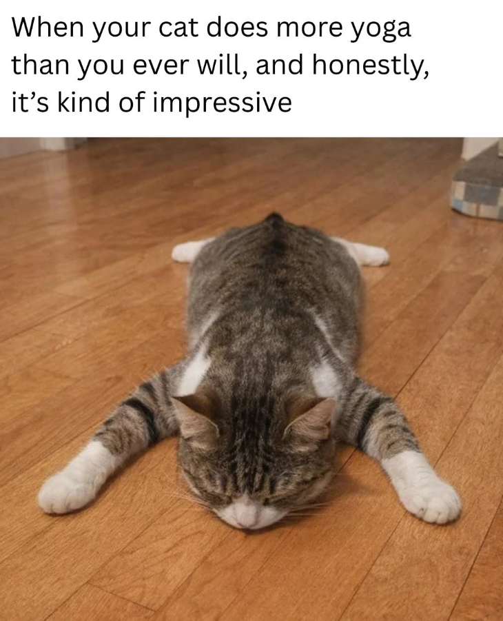 When your cat does more yoga than you ever will, and honestly, it's kind of impressive