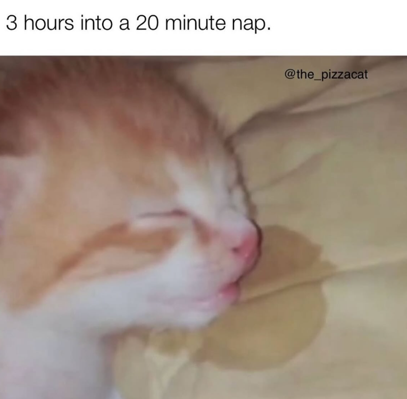 3 hours into a 20 minute nap. @the_pizzacat