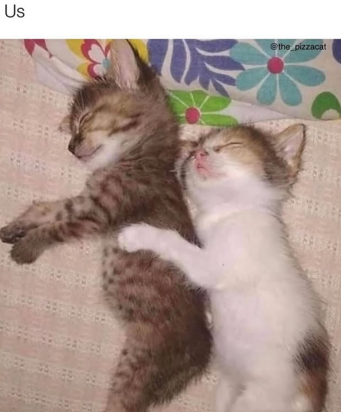 Us @the_pizzacat