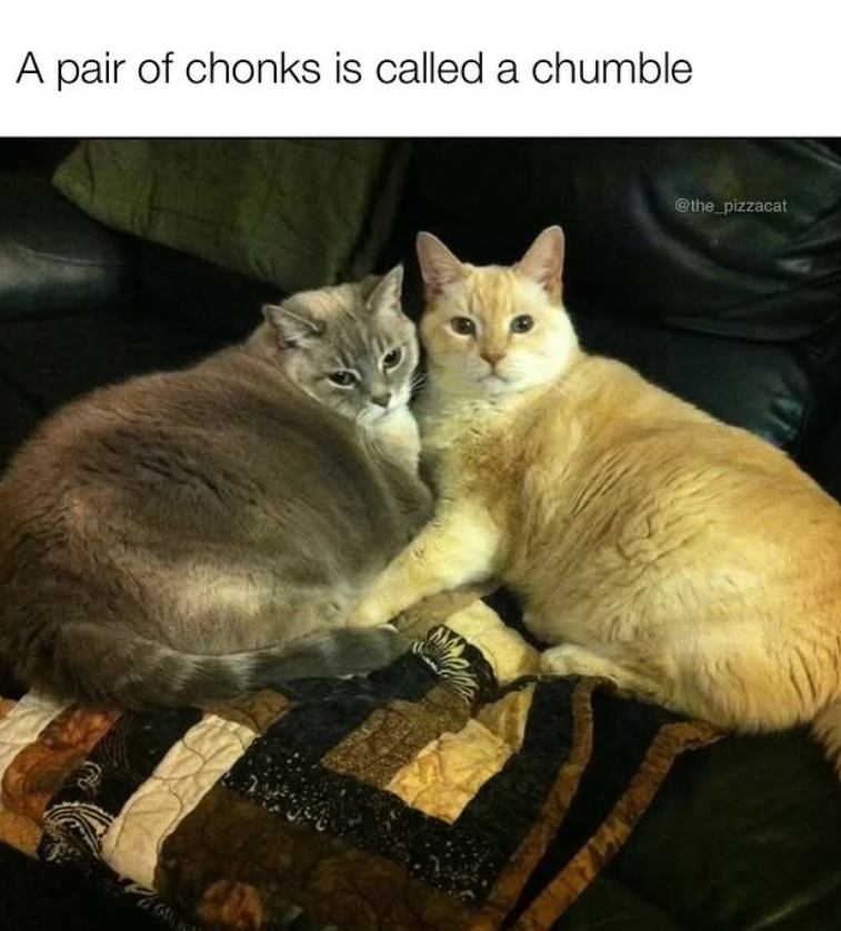 A pair of chonks is called a chumble 610 @the_pizzacat
