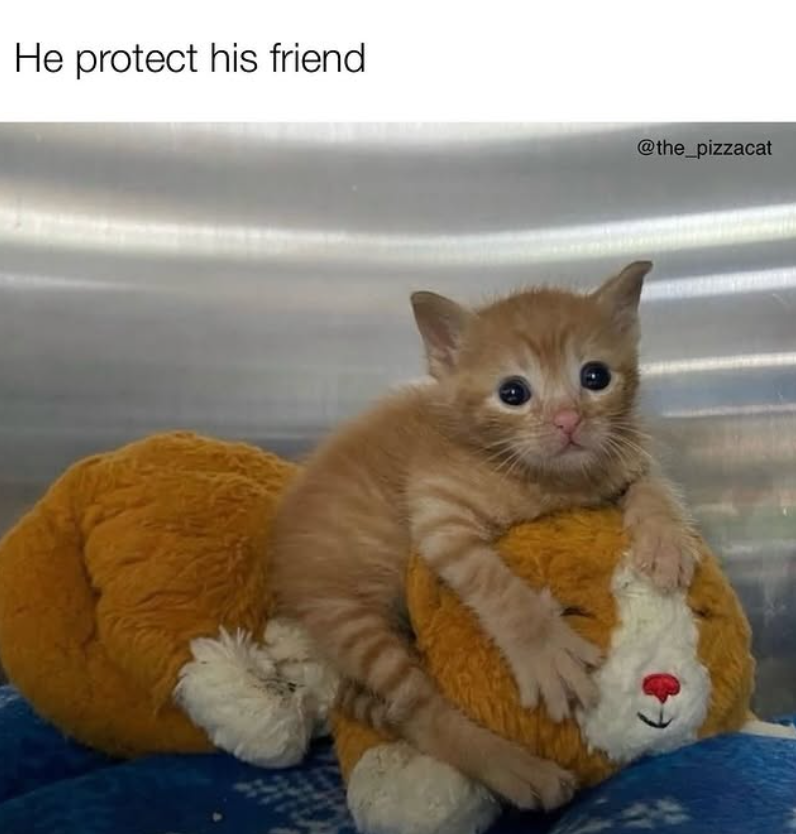 He protect his friend @the_pizzacat