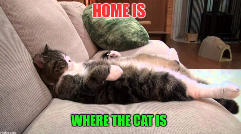 maflio.com HOME IS WHERE THE CAT IS