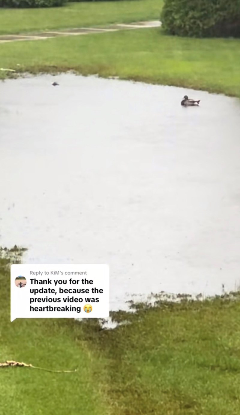 Reply to KiM's comment Thank you for the update, because the previous video was heartbreaking