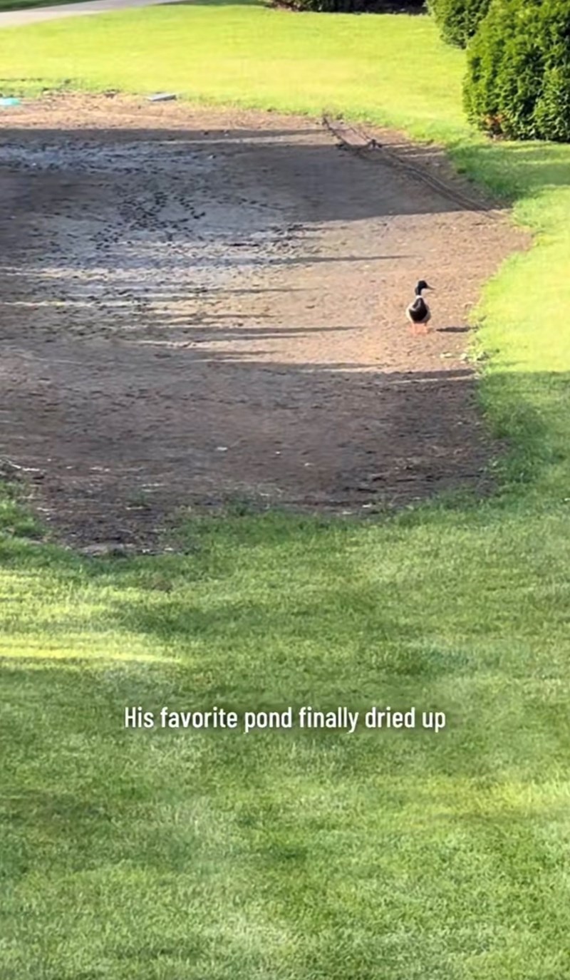 His favorite pond finally dried up