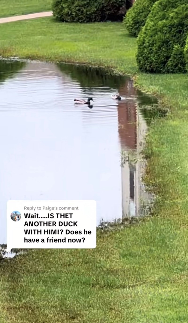Reply to Paige's comment Wait.....IS THET ANOTHER DUCK WITH HIM!? Does he have a friend now?