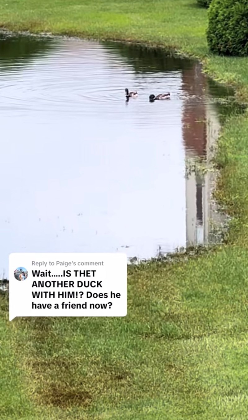 Reply to Paige's comment Wait.....IS THET ANOTHER DUCK WITH HIM!? Does he have a friend now?