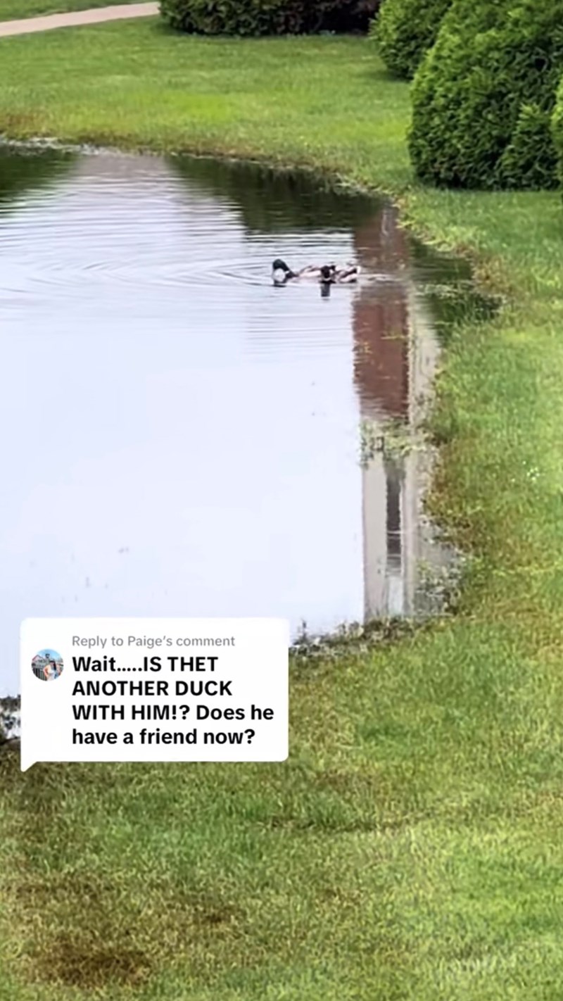 Reply to Paige's comment Wait.....IS THET ANOTHER DUCK WITH HIM!? Does he have a friend now?