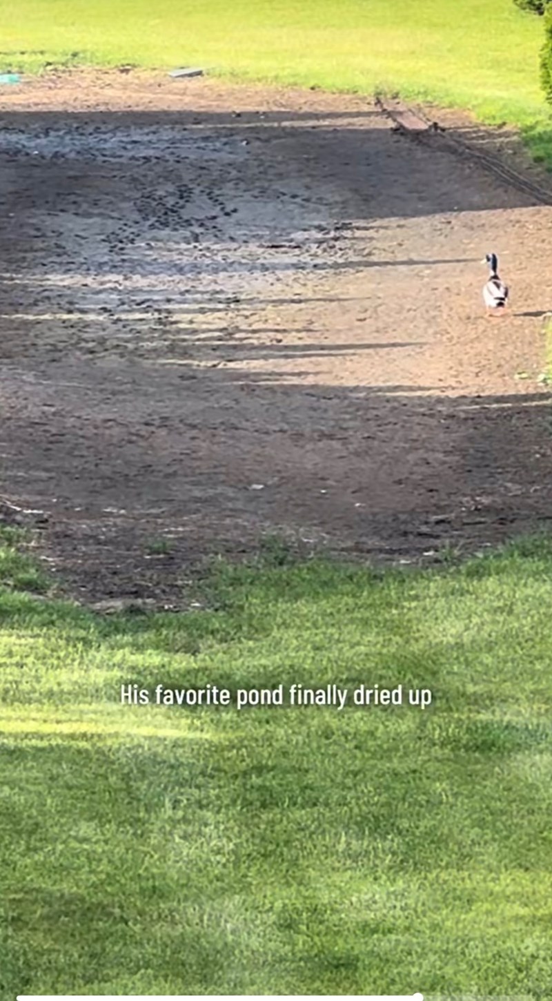His favorite pond finally dried up