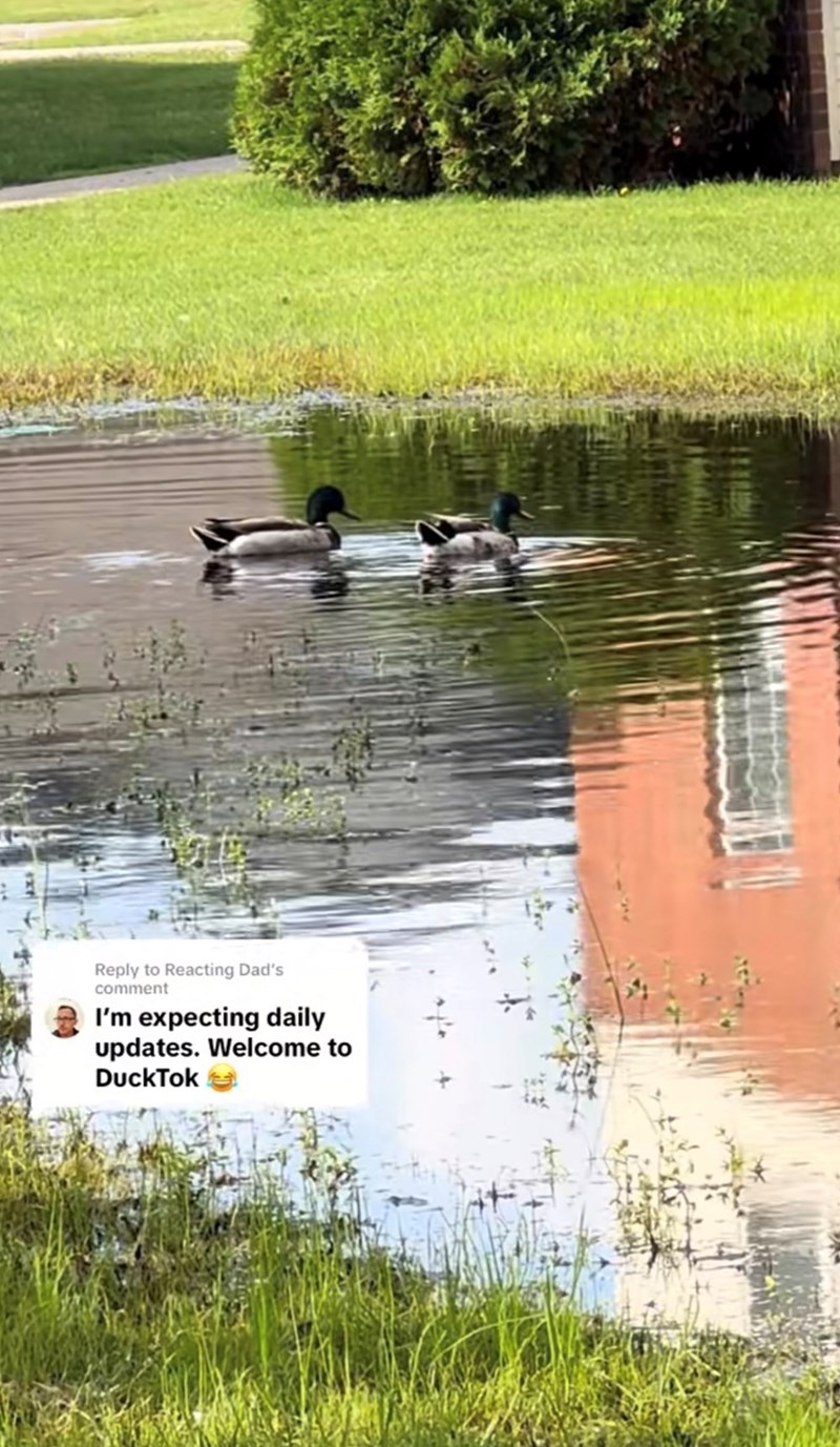 Reply to Reacting Dad's comment I'm expecting daily updates. Welcome to DuckTok