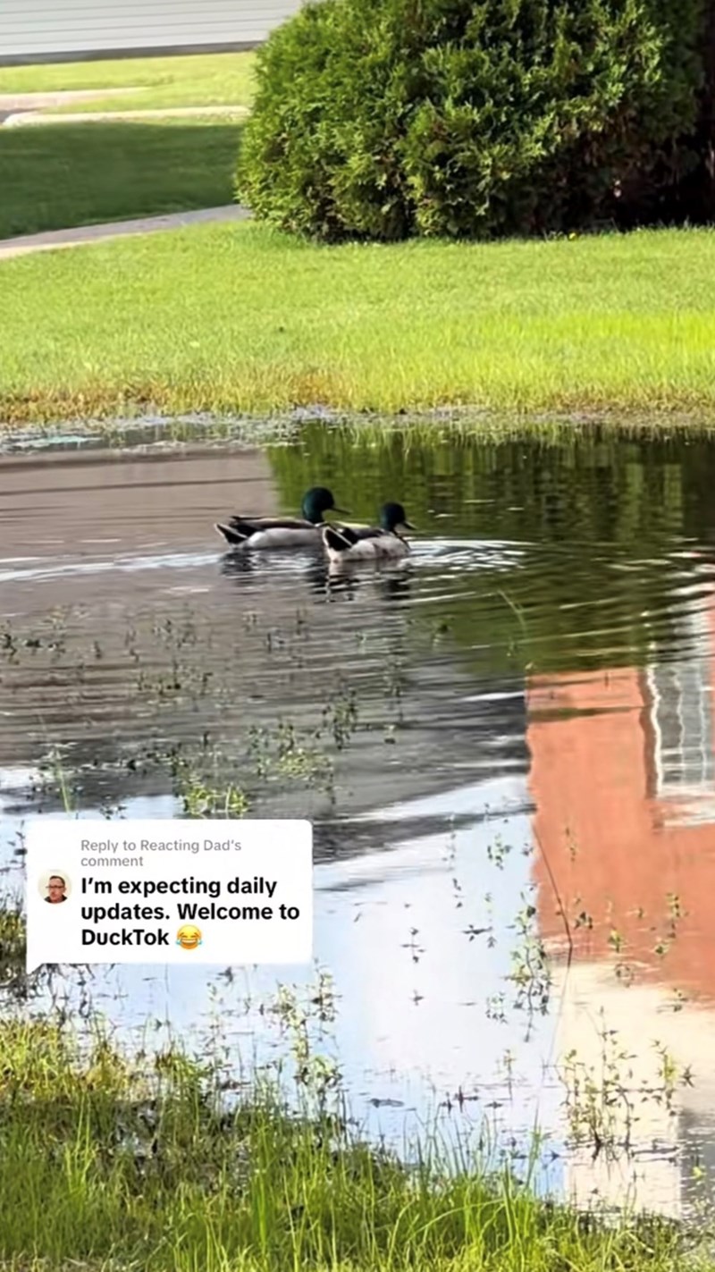 Reply to Reacting Dad's comment I'm expecting daily updates. Welcome to DuckTok