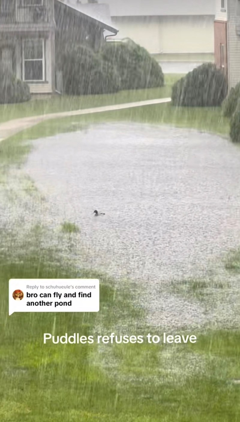 Reply to schuhueule's comment bro can fly and find another pond Puddles refuses to leave