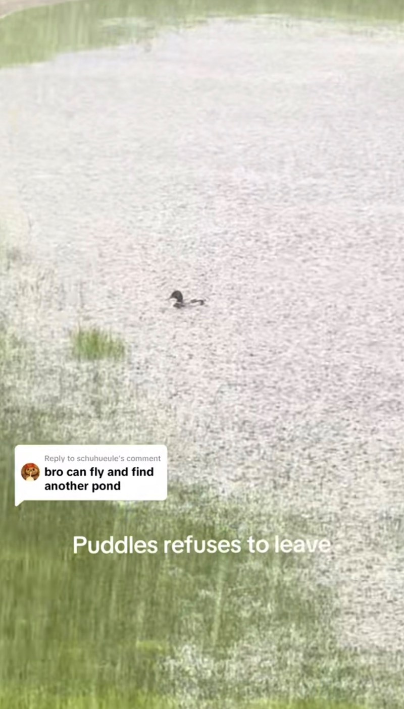 Reply to schuhueule's comment bro can fly and find another pond Puddles refuses to leave