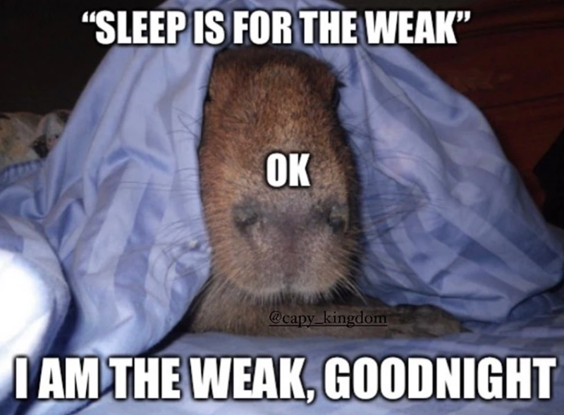 "SLEEP IS FOR THE WEAK" OK @capy_kingdom I AM THE WEAK, GOODNIGHT