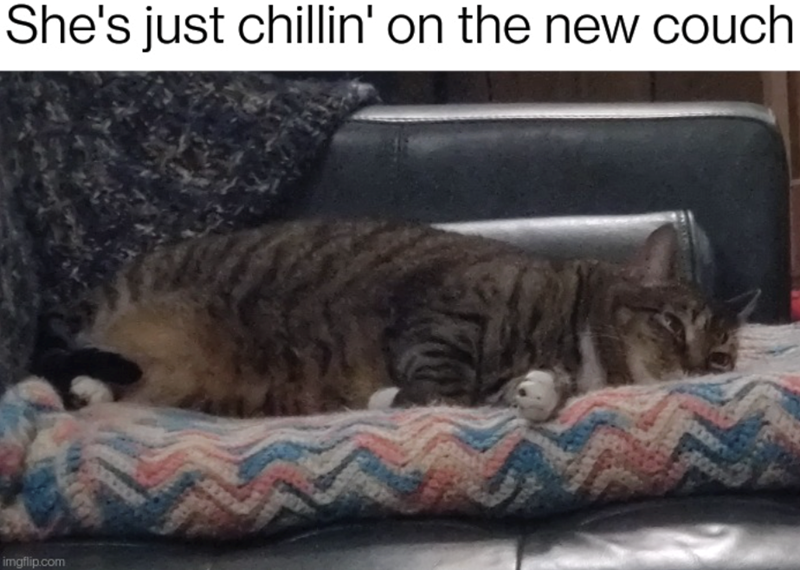 She's just chillin' on the new couch imgflip.com