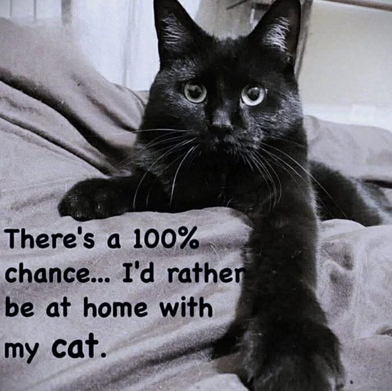 There's a 100% chance... I'd rather be at home with my cat.
