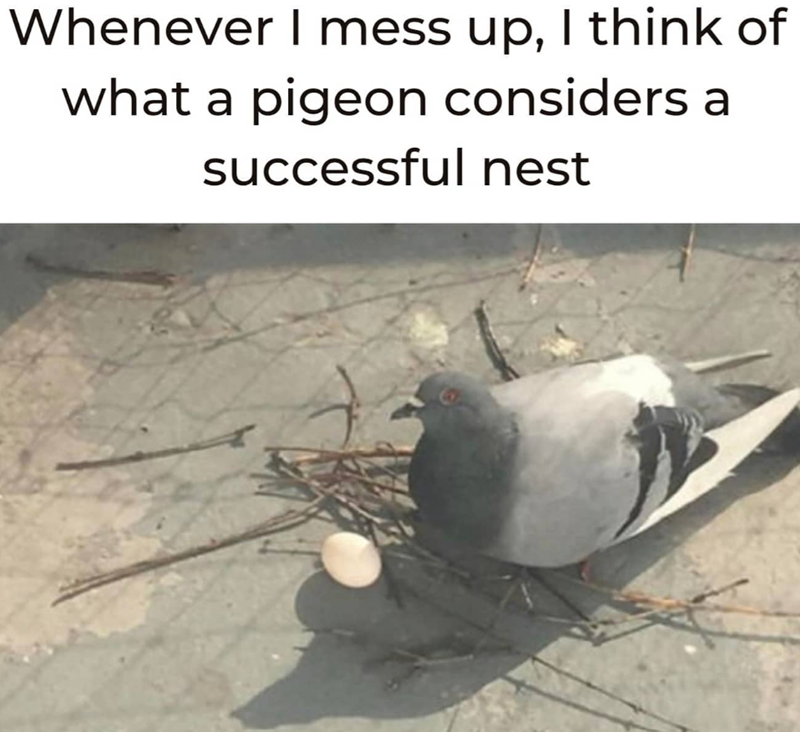 Whenever I mess up, I think of what a pigeon considers a successful nest