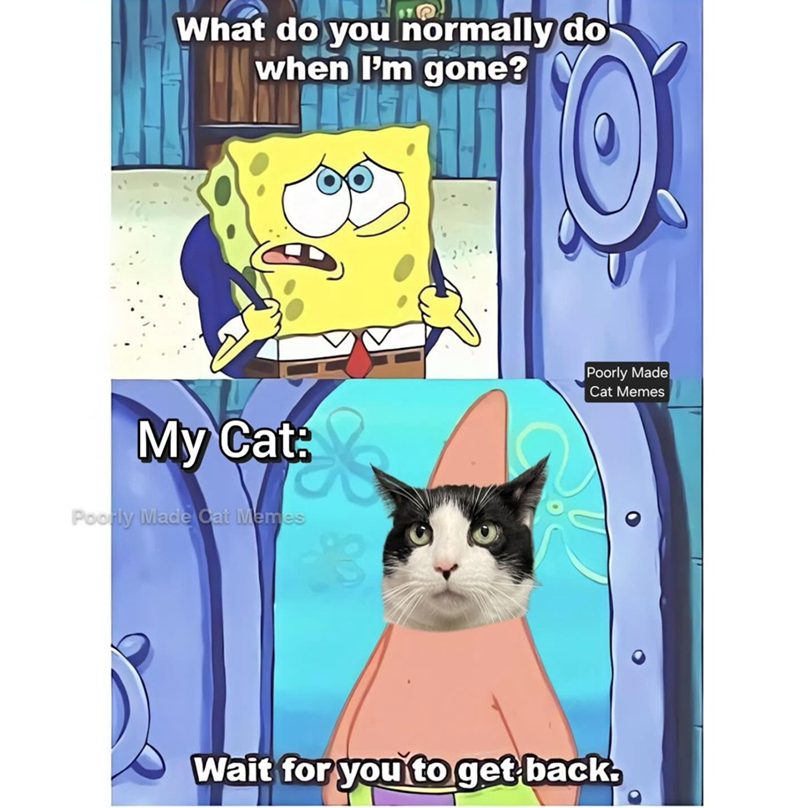 What do you normally do when I'm gone? My Cat: Poorly Made Cat Memes Poorly Made Cat Memes Wait for you to get back.