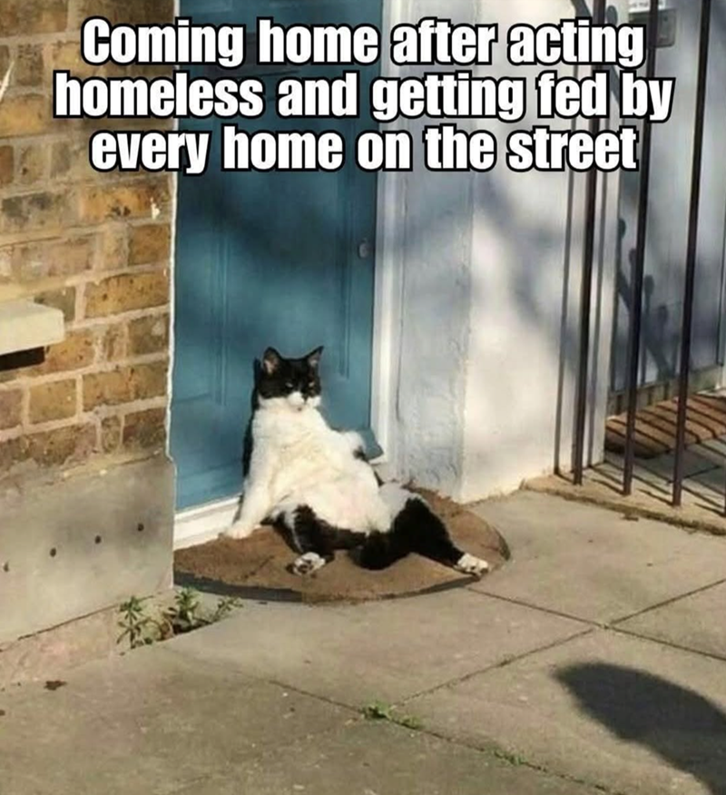 Coming home after acting homeless and getting fed by every home on the street
