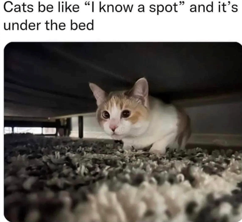 Cats be like "I know a spot” and it's under the bed