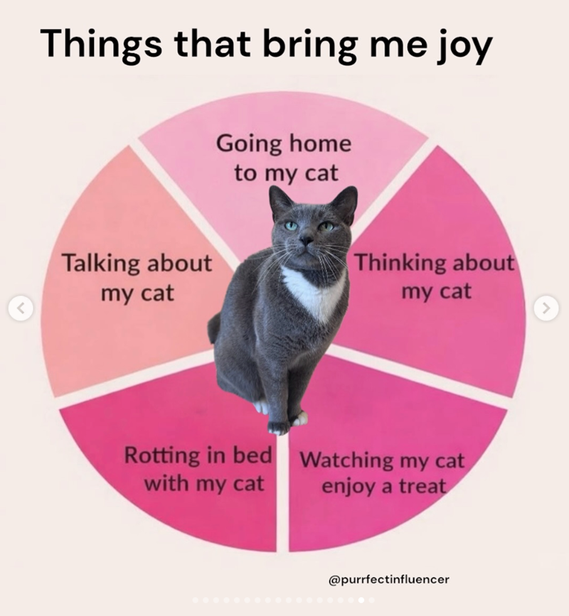< Things that bring me joy Talking about my cat Going home to my cat Thinking about my cat Rotting in bed with my cat Watching my cat enjoy a treat @purrfectinfluencer >