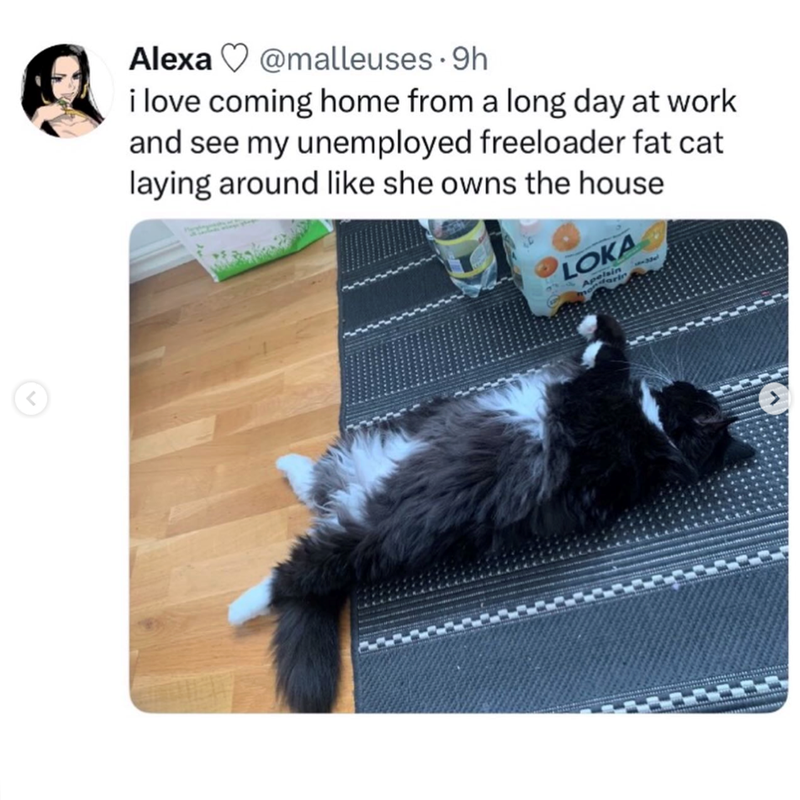 < Alexa @malleuses. 9h i love coming home from a long day at work and see my unemployed freeloader fat cat laying around like she owns the house LOKA Apelsin