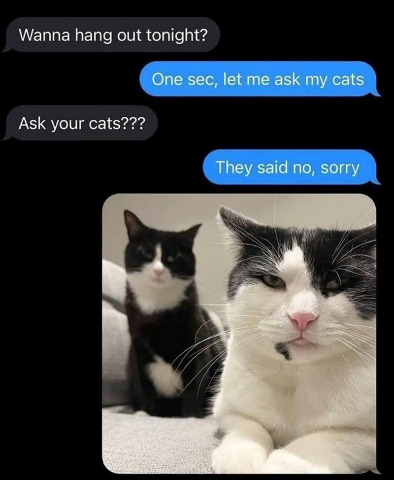 Wanna hang out tonight? Ask your cats??? One sec, let me ask my cats They said no, sorry