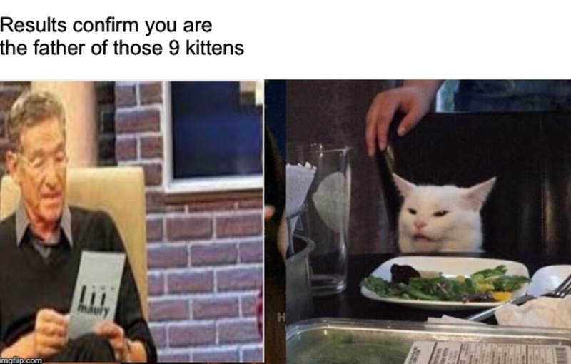 Results confirm you are the father of those 9 kittens mgflip.com H mauly