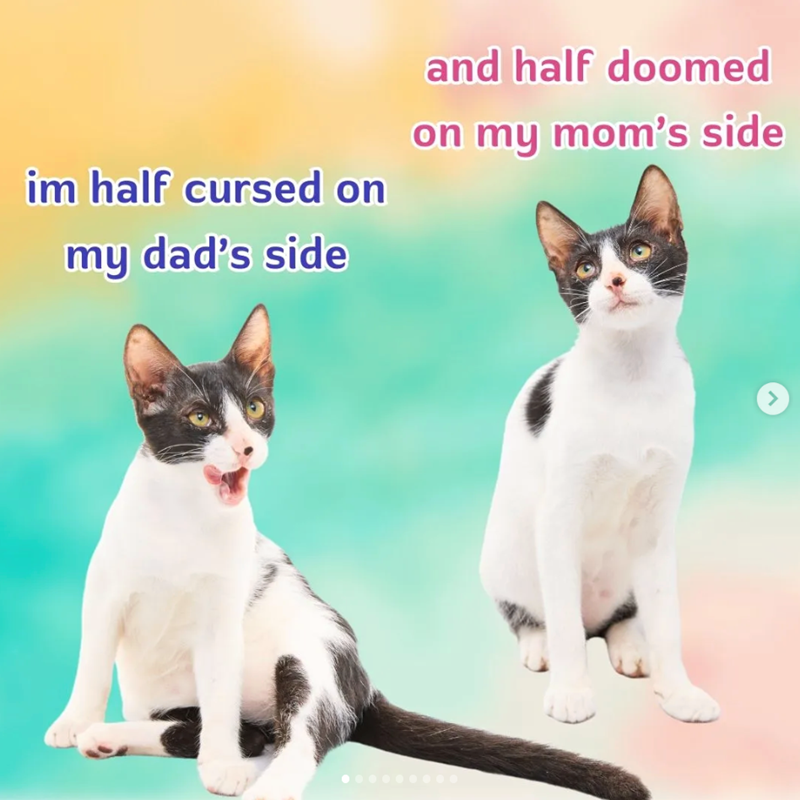 im half cursed on my dad's side and half doomed on my mom's side >