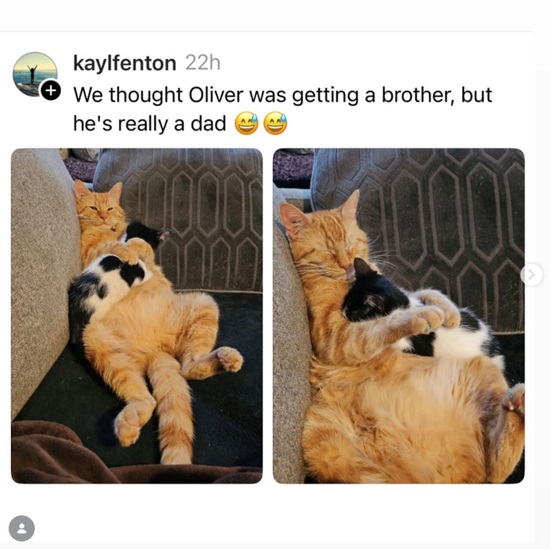 + kaylfenton 22h We thought Oliver was getting a brother, but he's really a dad