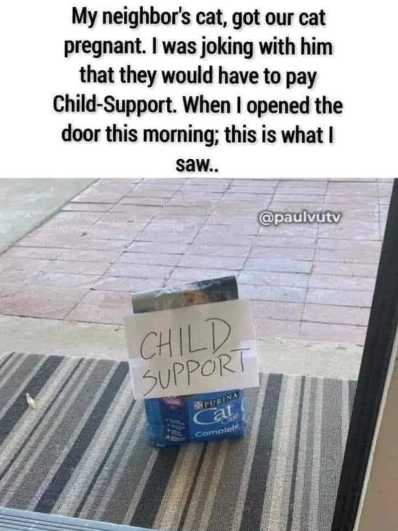 My neighbor's cat, got our cat pregnant. I was joking with him that they would have to pay Child-Support. When I opened the door this morning; this is what I saw.. CHILD SUPPORT PURINA Cat Ch Complete @paulvutv
