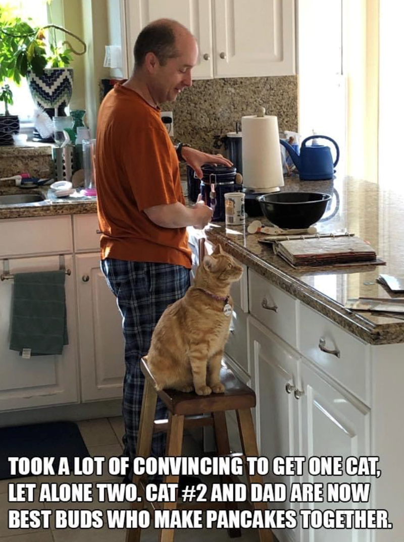 TOOK A LOT OF CONVINCING TO GET ONE CAT, LET ALONE TWO. CAT #2 AND DAD ARE NOW BEST BUDS WHO MAKE PANCAKES TOGETHER.