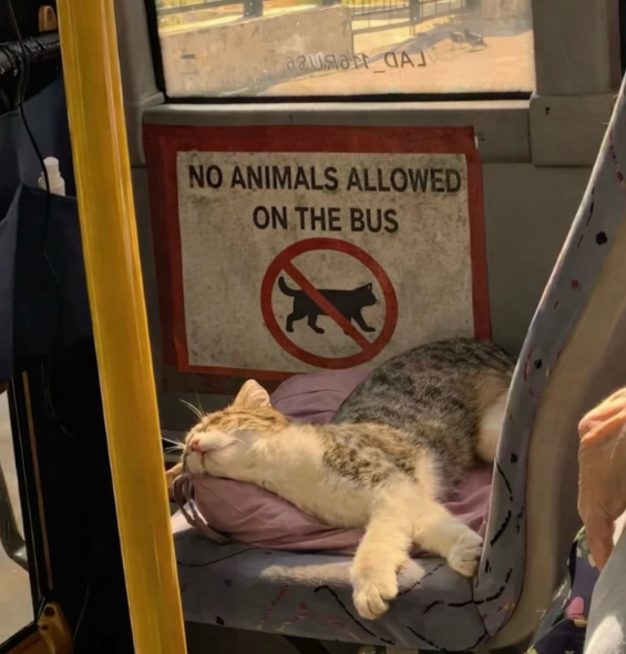 ausa NO ANIMALS ALLOWED ON THE BUS