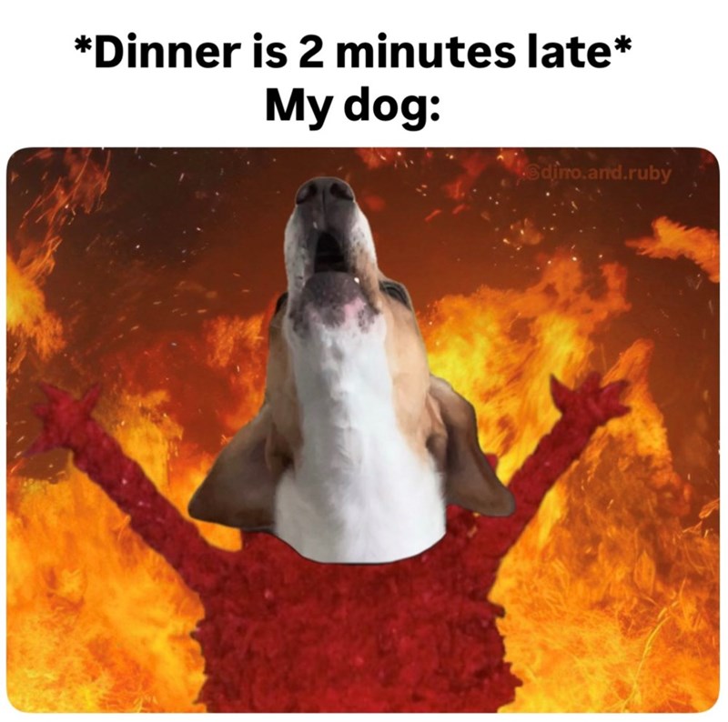 *Dinner is 2 minutes late* My dog: dino.and.ruby