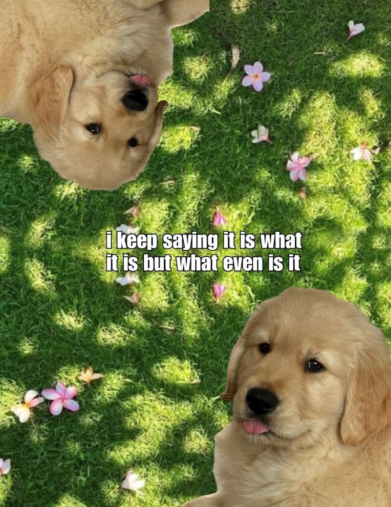 i keep saying it is what it is but what even is it