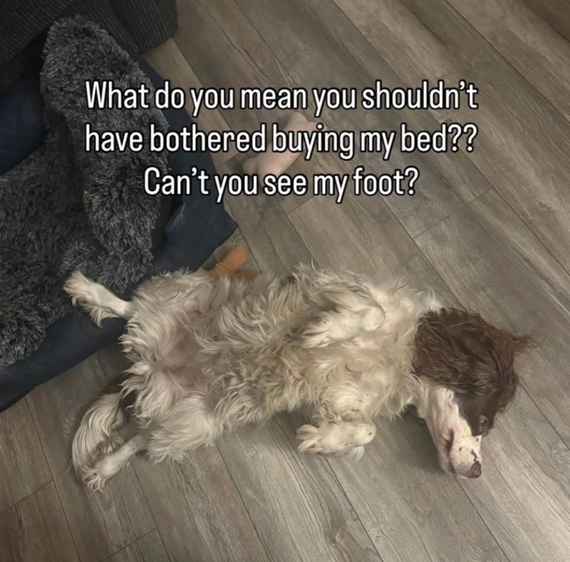 What do you mean you shouldn't have bothered buying my bed?? Can't you see my foot?