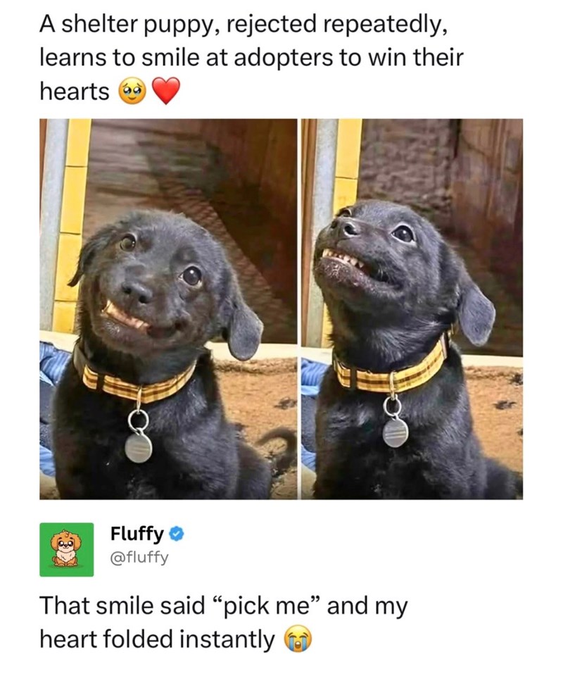 A shelter puppy, rejected repeatedly, learns to smile at adopters to win their hearts Fluffy @fluffy That smile said "pick me" and my heart folded instantly
