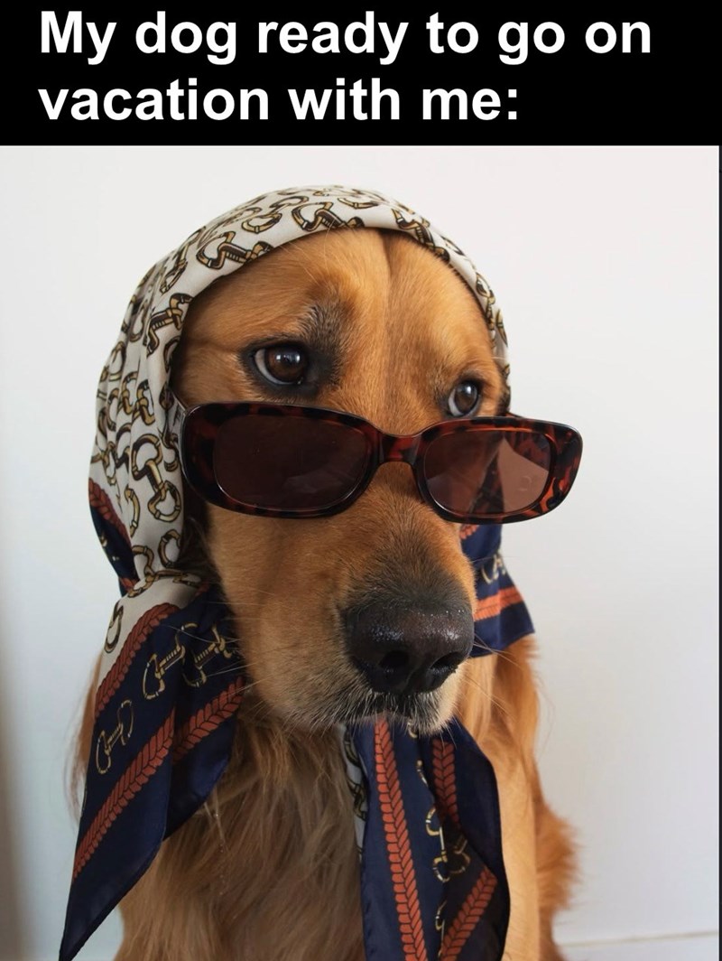 My dog ready to go on vacation with me: CD