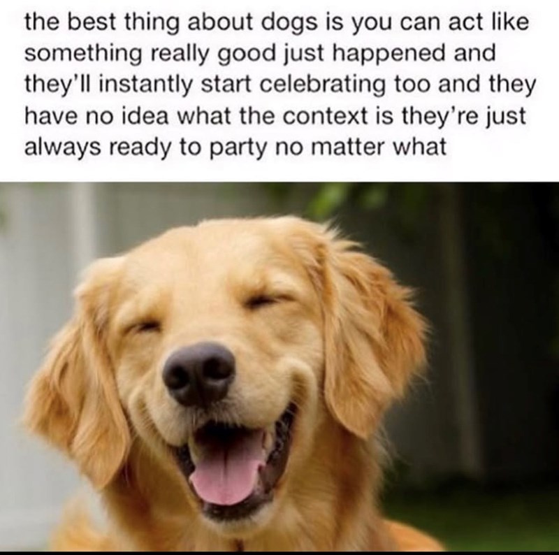 the best thing about dogs is you can act like something really good just happened and they'll instantly start celebrating too and they have no idea what the context is they're just always ready to party no matter what