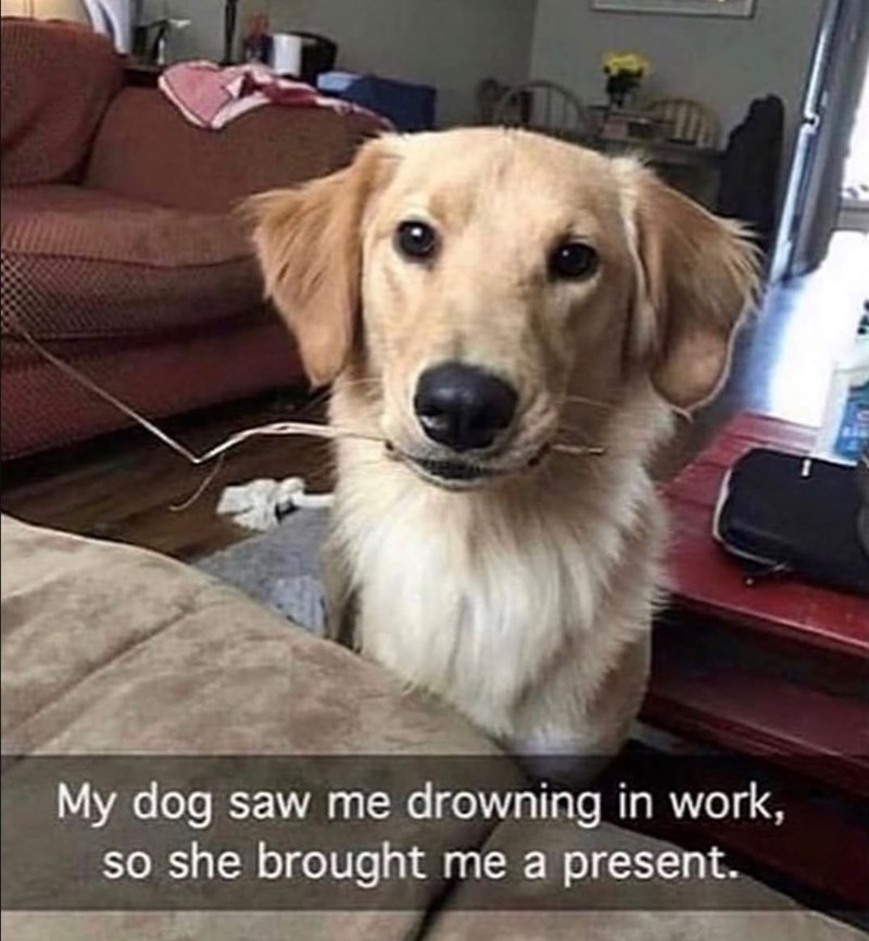My dog saw me drowning in work, so she brought me a present.