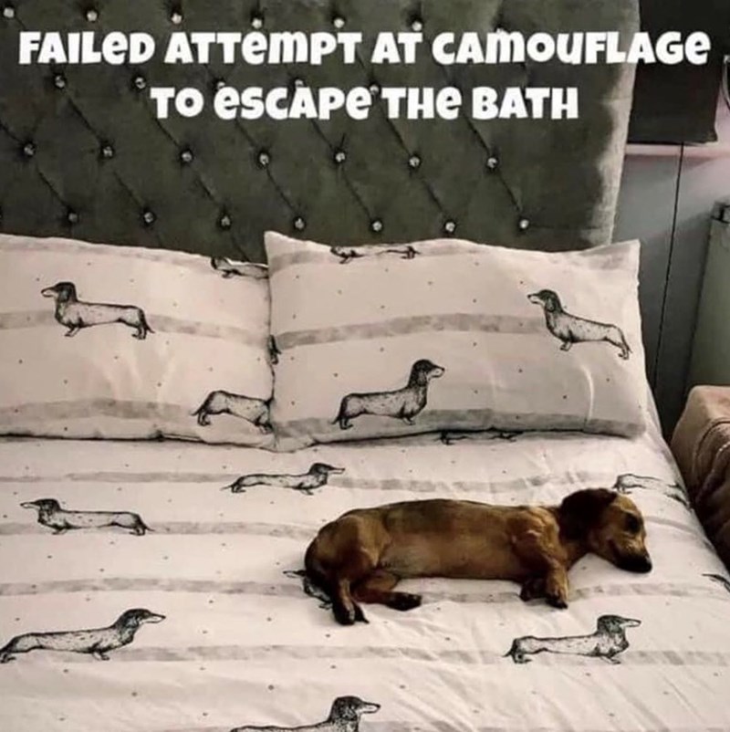 FAILED ATTEMPT AT CAMOUFLAGE TO ESCAPE THE BATH